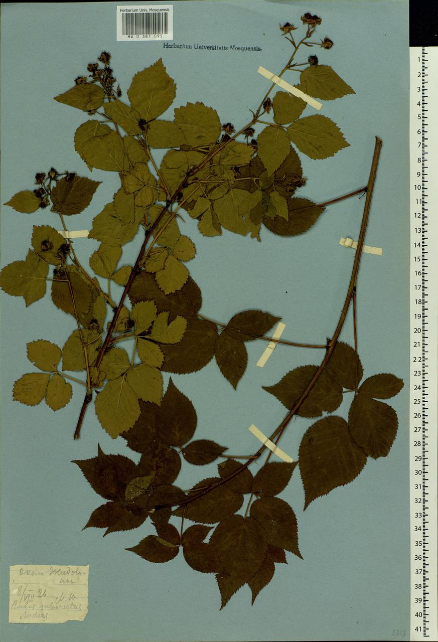 Rubus nessensis Hall, Eastern Europe, Moscow region (E4a) (Russia)