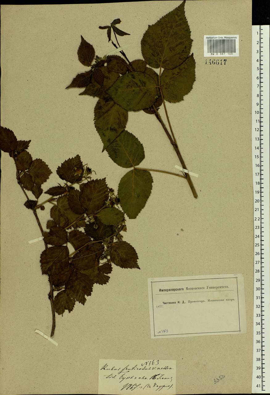 Rubus nessensis Hall, Eastern Europe, Moscow region (E4a) (Russia)