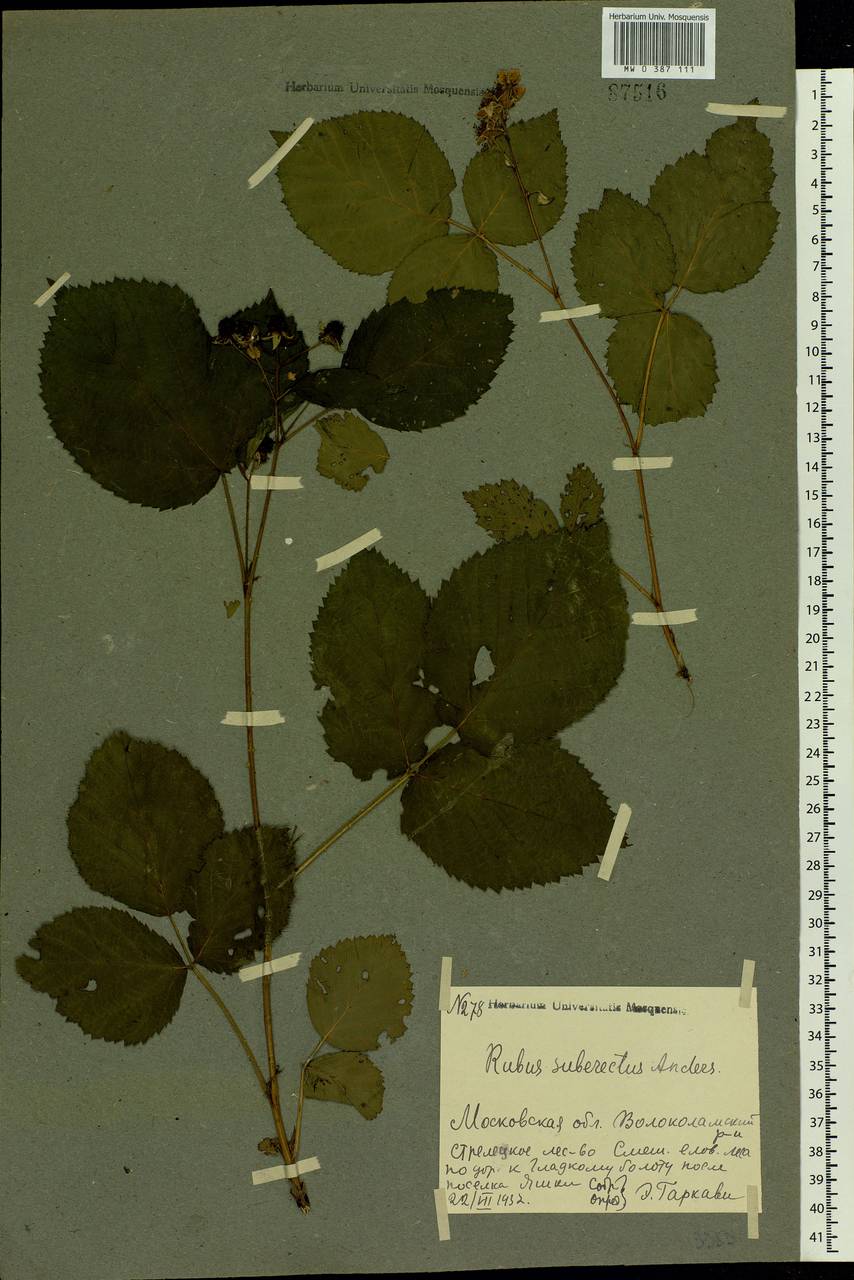 Rubus nessensis Hall, Eastern Europe, Moscow region (E4a) (Russia)