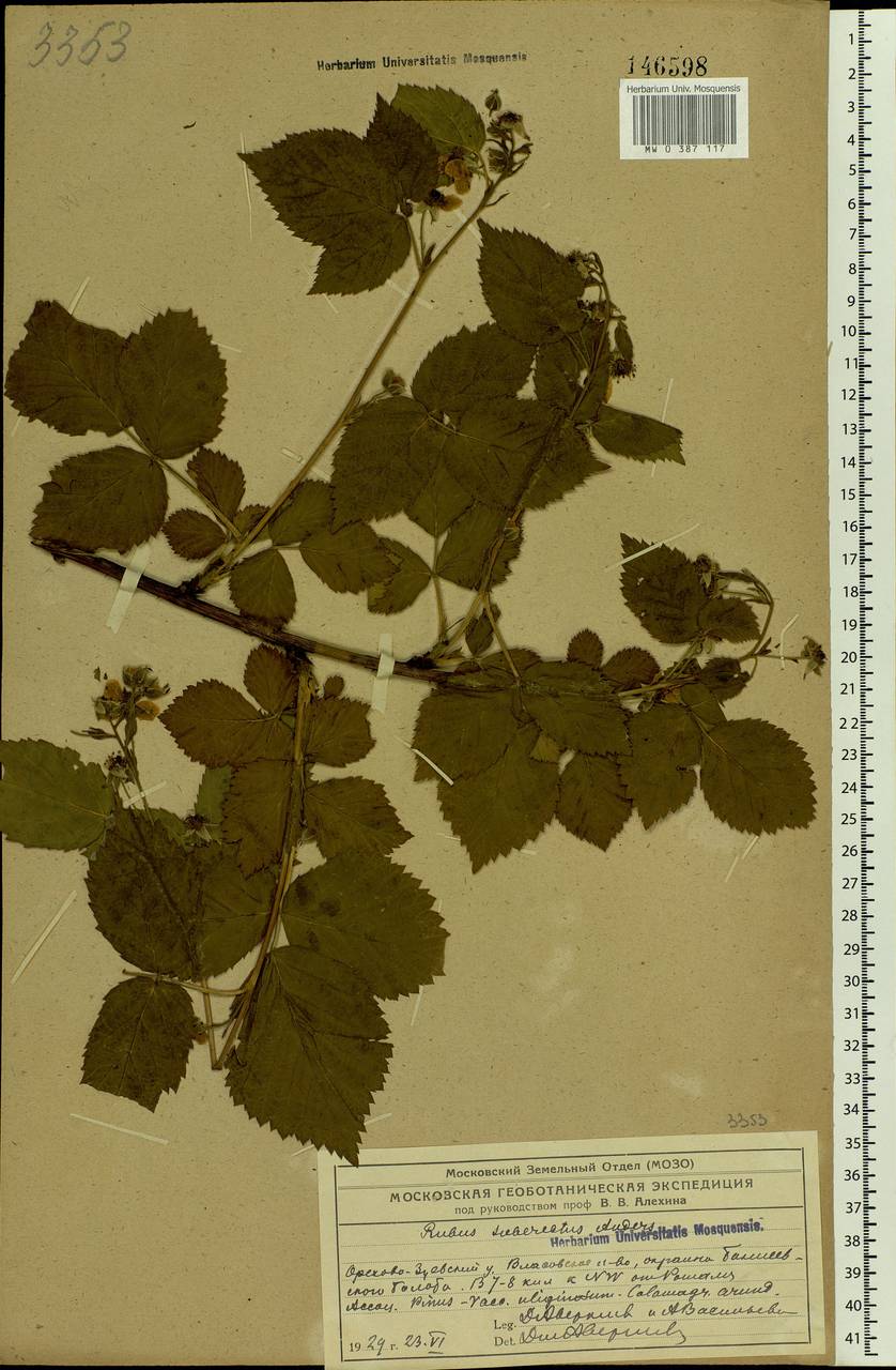 Rubus nessensis Hall, Eastern Europe, Moscow region (E4a) (Russia)