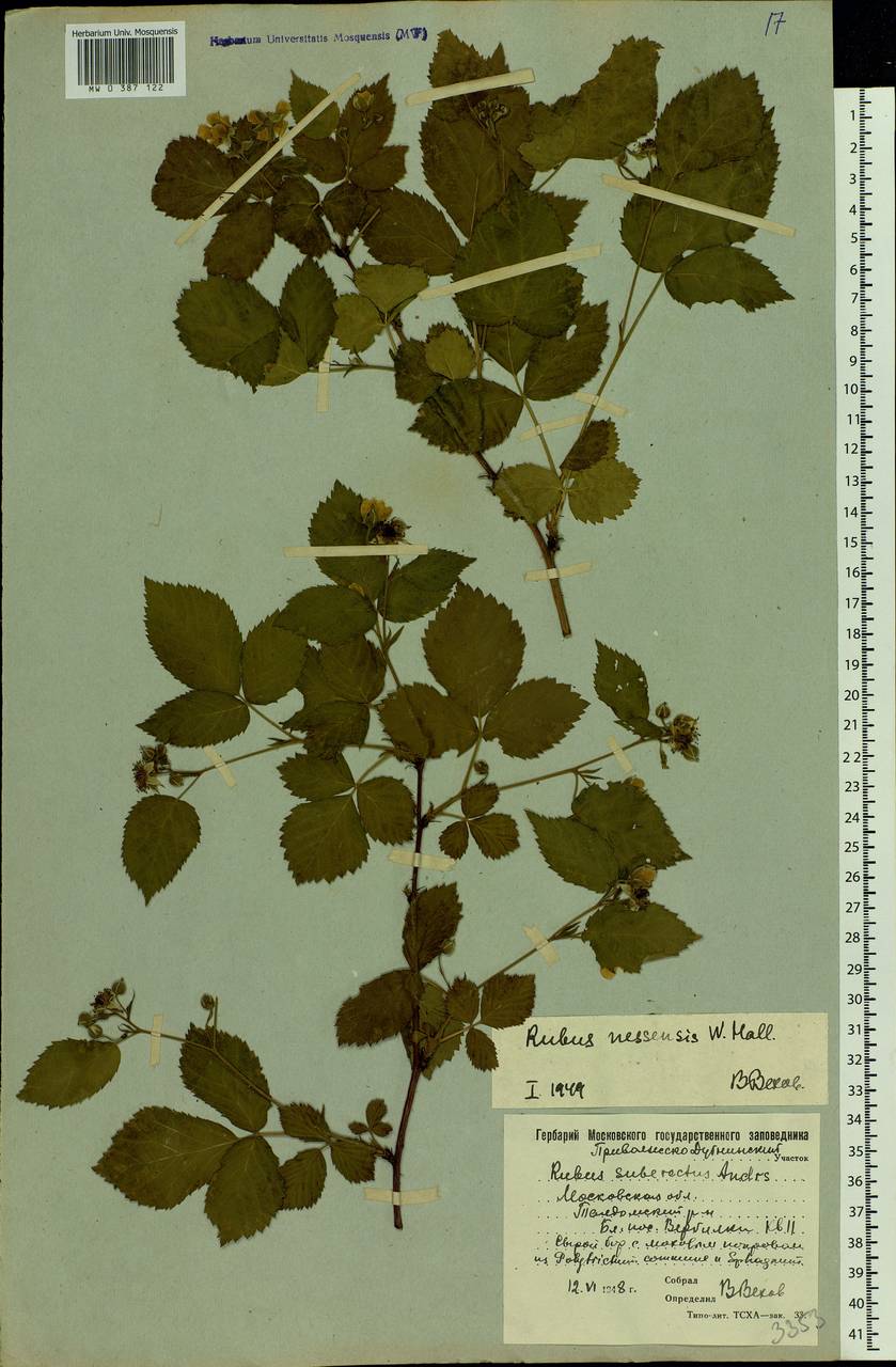 Rubus nessensis Hall, Eastern Europe, Moscow region (E4a) (Russia)
