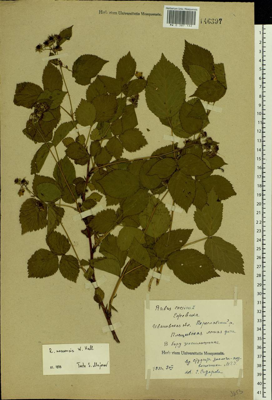 Rubus nessensis Hall, Eastern Europe, Central forest region (E5) (Russia)