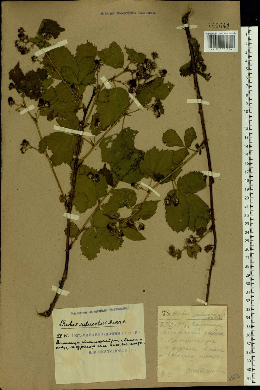 Rubus nessensis Hall, Eastern Europe, South Ukrainian region (E12) (Ukraine)