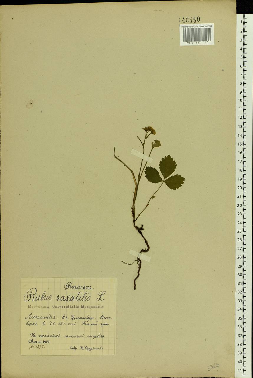 Rubus saxatilis L., Eastern Europe, Northern region (E1) (Russia)