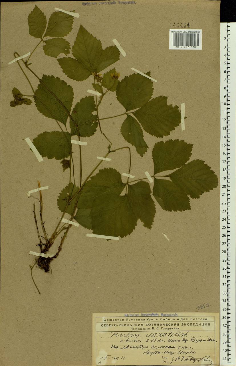Rubus saxatilis L., Eastern Europe, Northern region (E1) (Russia)