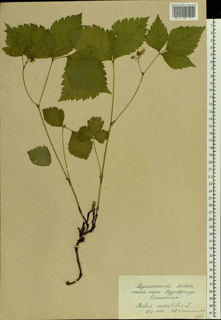 Rubus saxatilis L., Eastern Europe, Northern region (E1) (Russia)