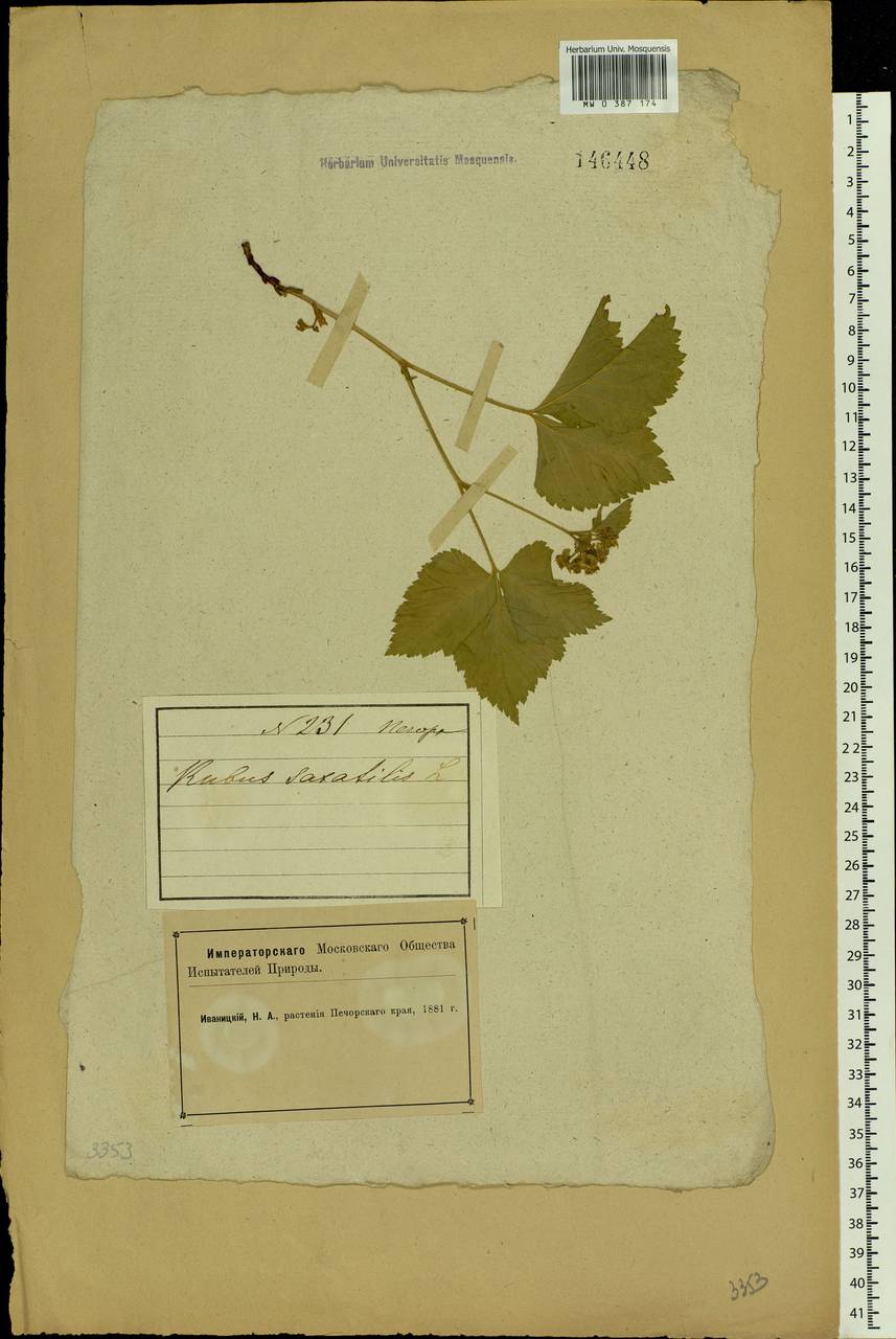 Rubus saxatilis L., Eastern Europe, Northern region (E1) (Russia)