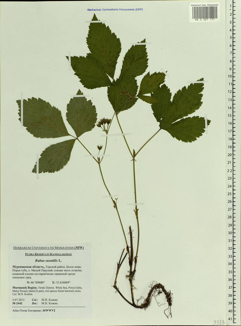 Rubus saxatilis L., Eastern Europe, Northern region (E1) (Russia)