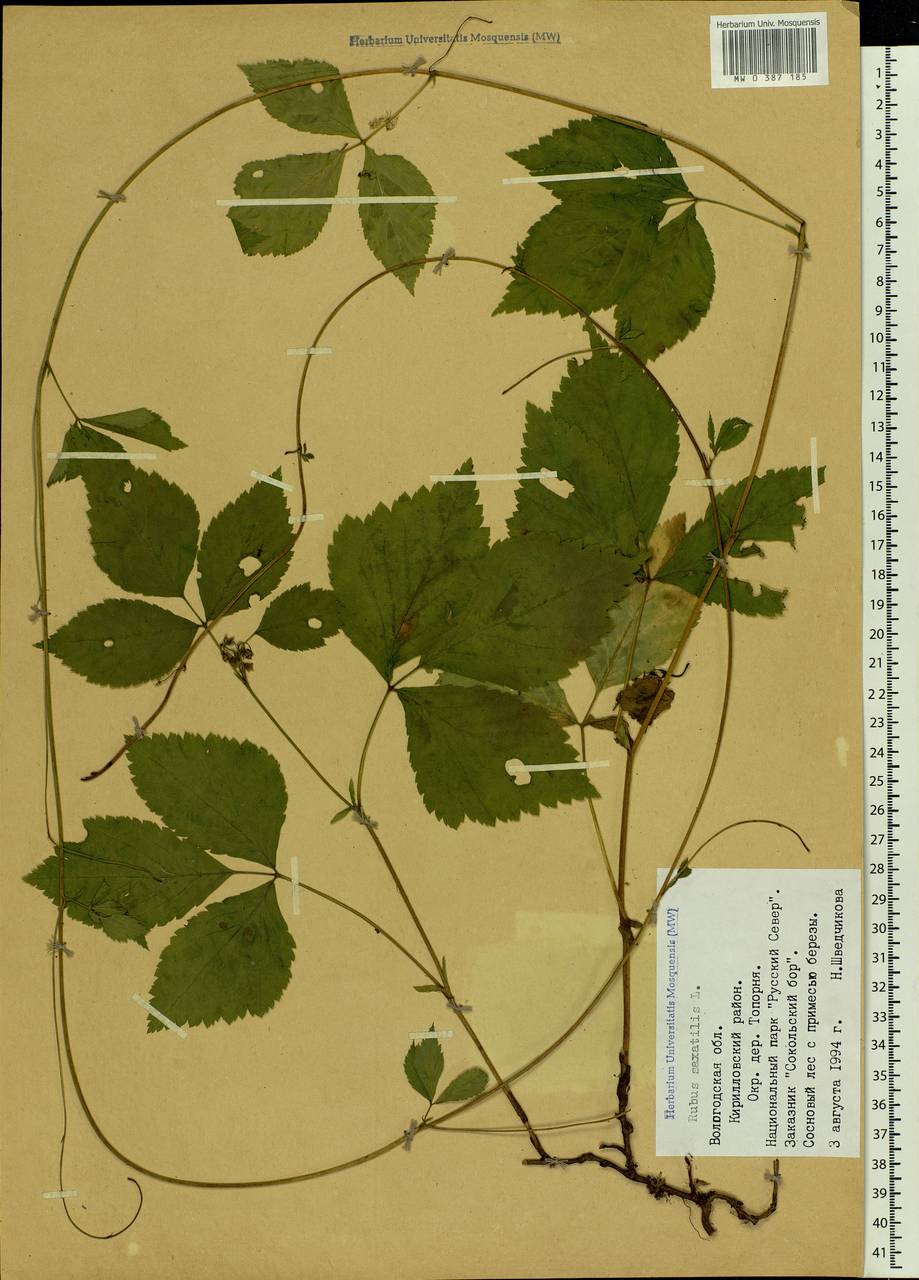 Rubus saxatilis L., Eastern Europe, Northern region (E1) (Russia)