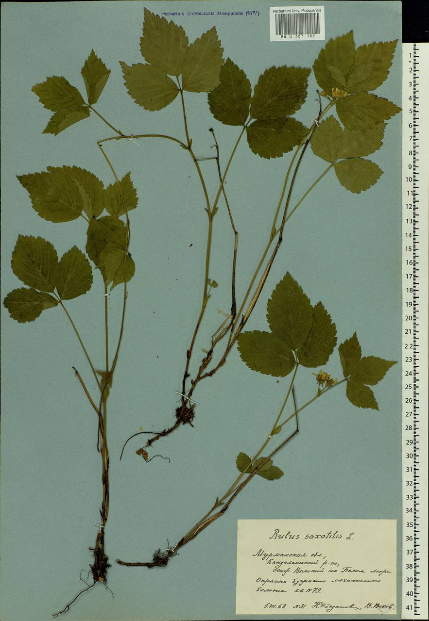 Rubus saxatilis L., Eastern Europe, Northern region (E1) (Russia)