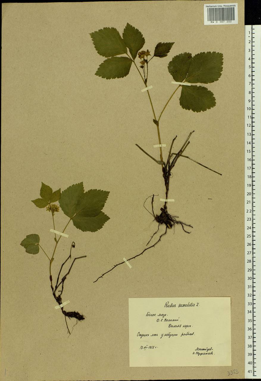 Rubus saxatilis L., Eastern Europe, Northern region (E1) (Russia)