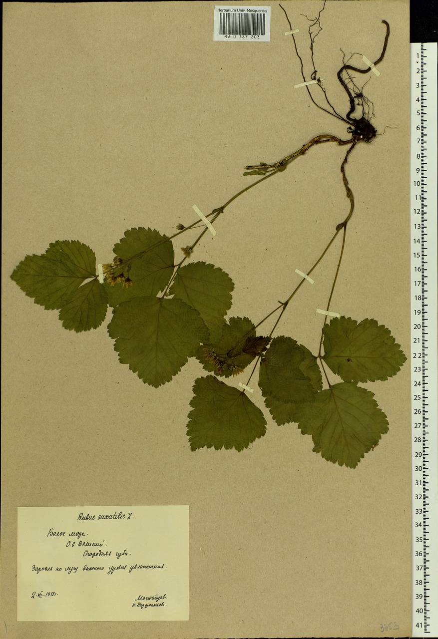 Rubus saxatilis L., Eastern Europe, Northern region (E1) (Russia)