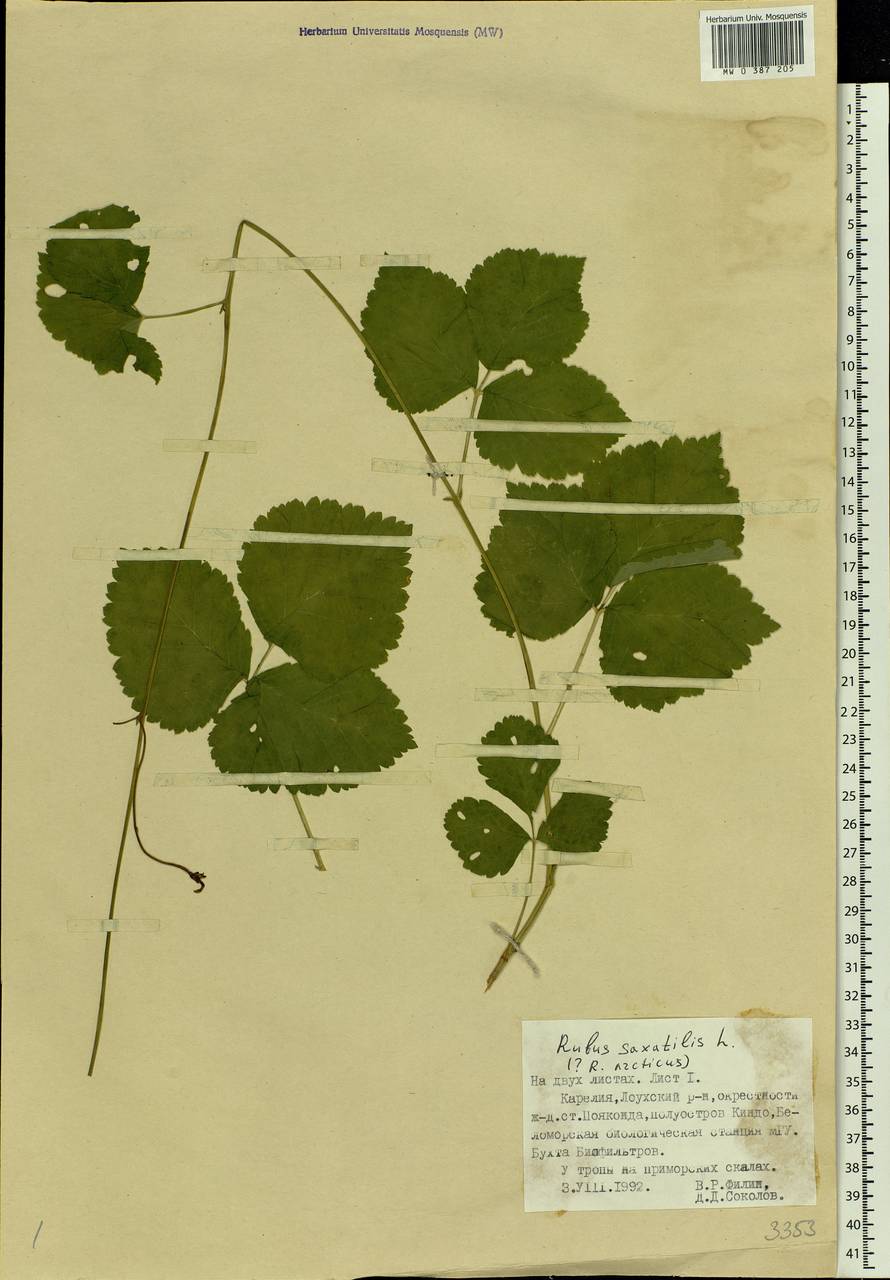 Rubus saxatilis L., Eastern Europe, Northern region (E1) (Russia)