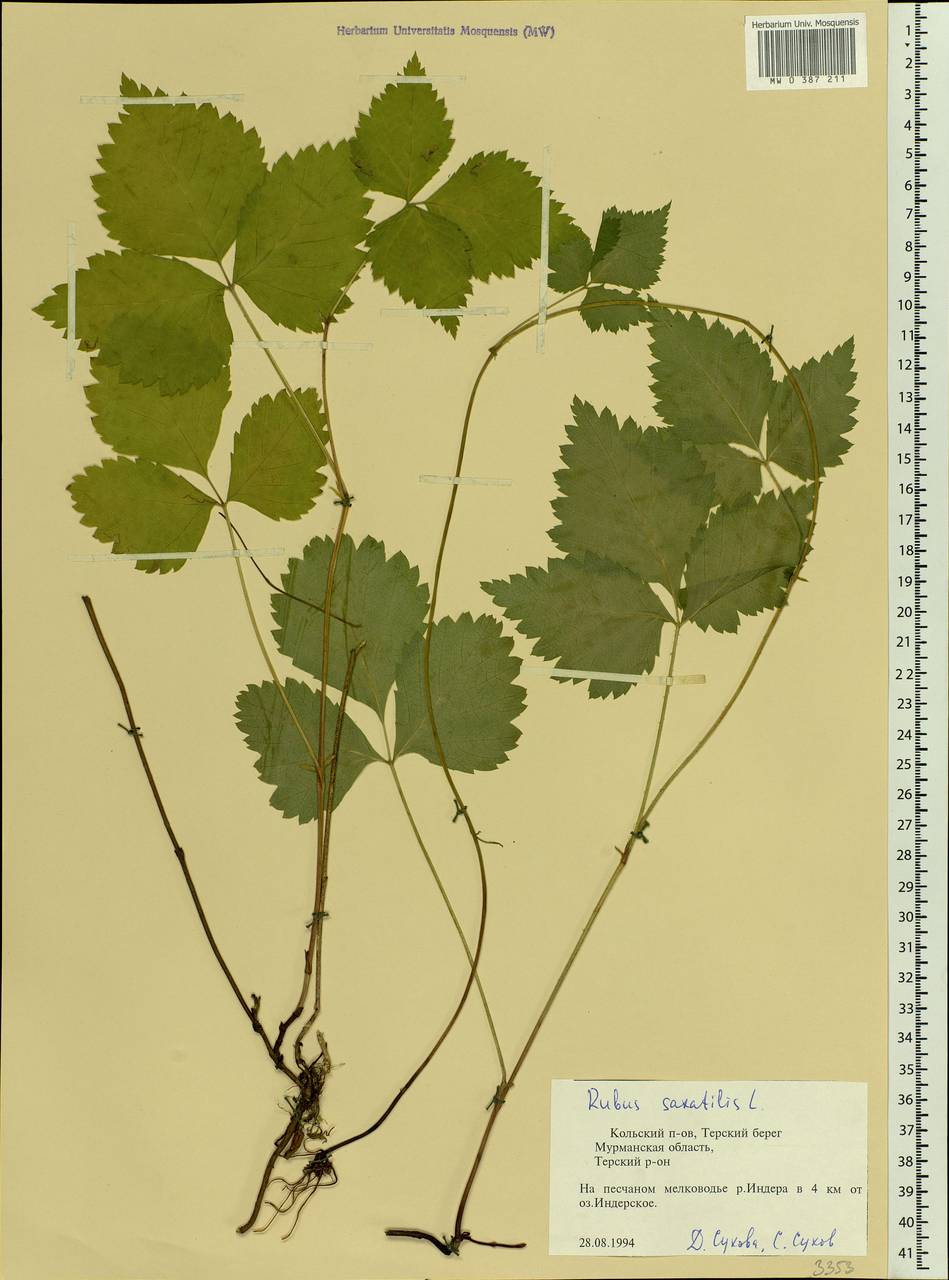 Rubus saxatilis L., Eastern Europe, Northern region (E1) (Russia)