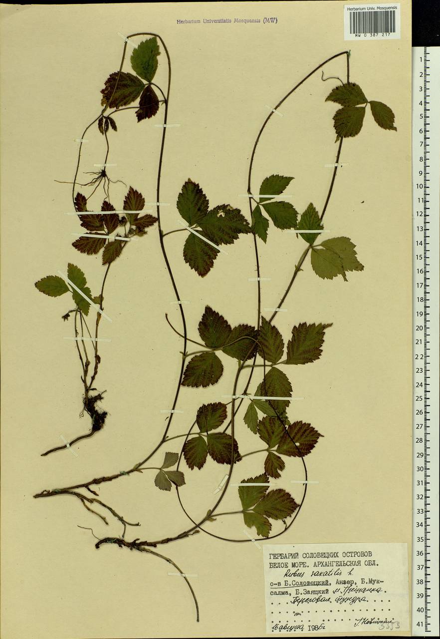 Rubus saxatilis L., Eastern Europe, Northern region (E1) (Russia)