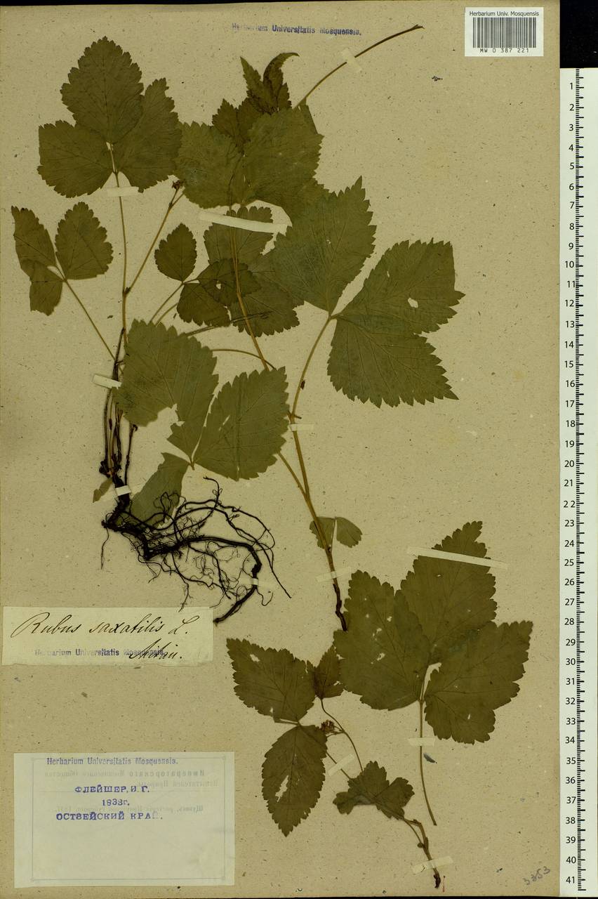 Rubus saxatilis L., Eastern Europe, Latvia (E2b) (Latvia)