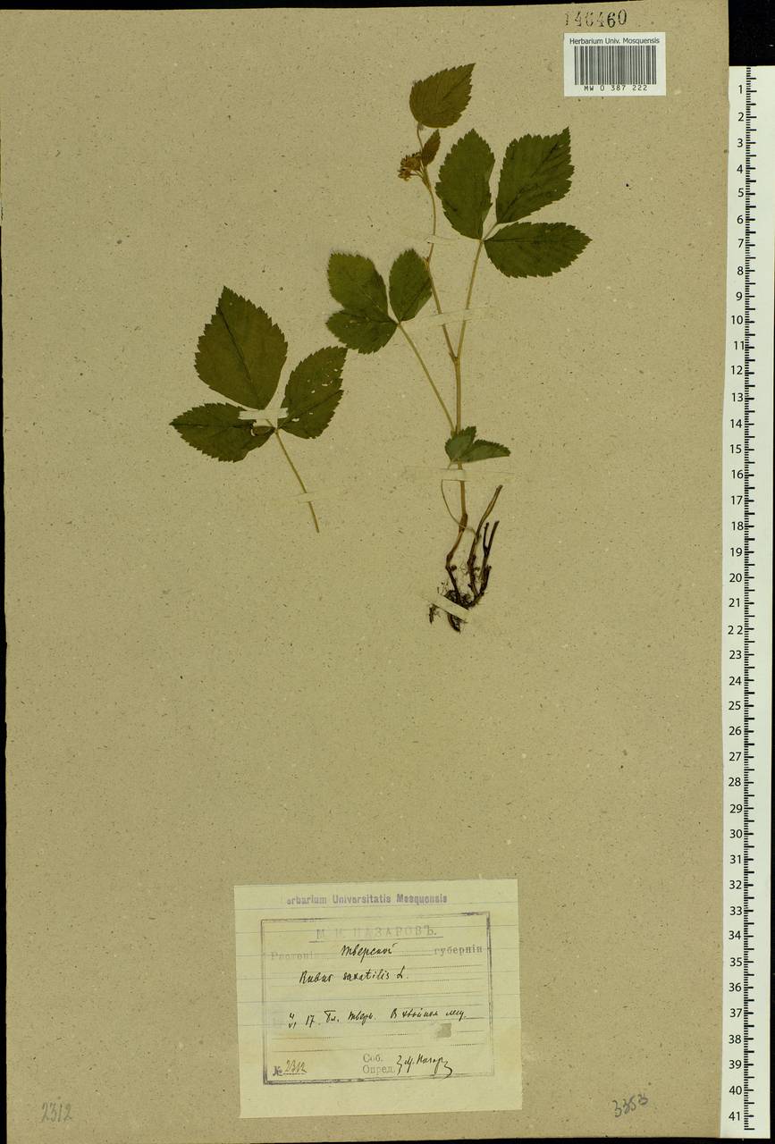 Rubus saxatilis L., Eastern Europe, North-Western region (E2) (Russia)