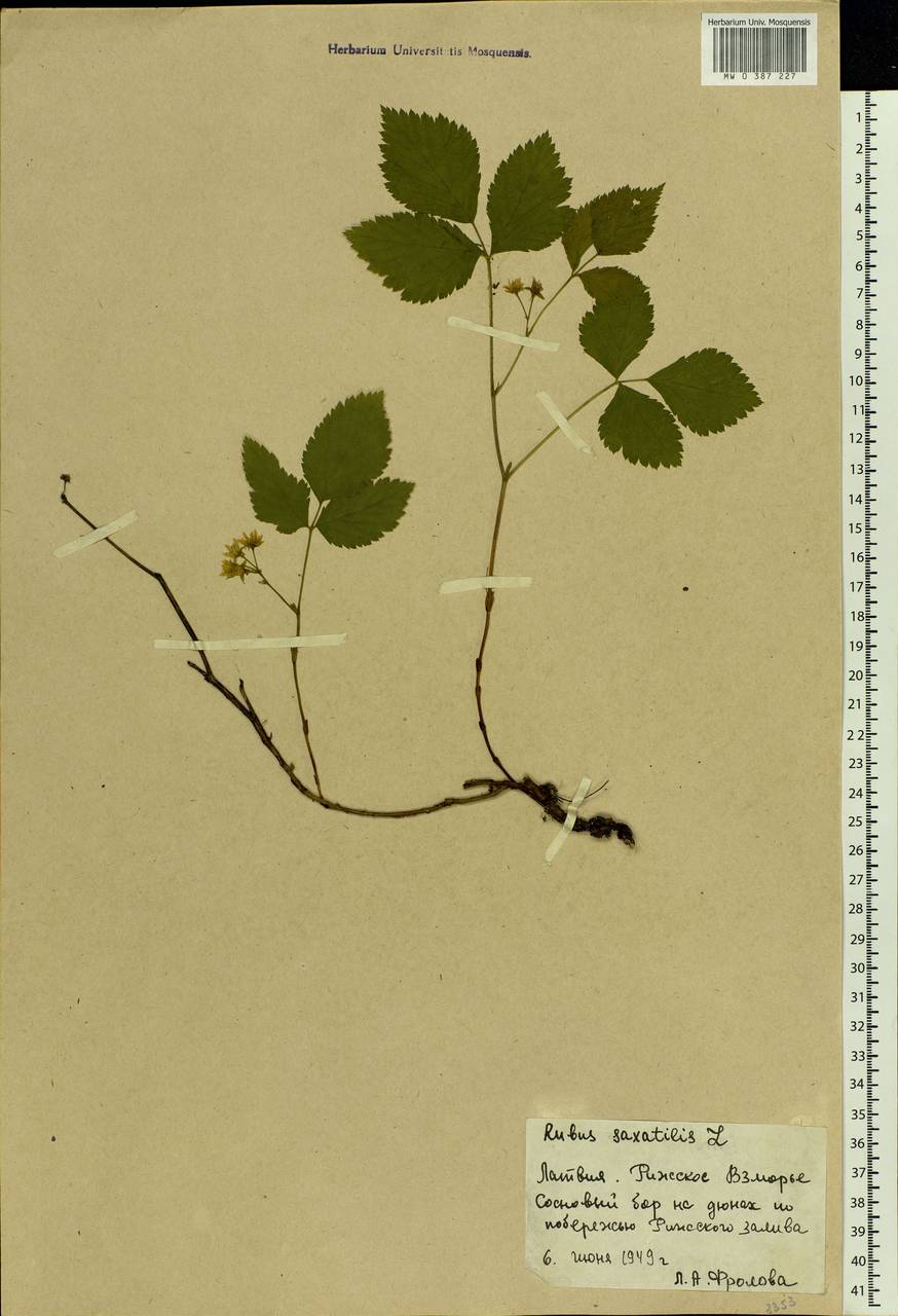 Rubus saxatilis L., Eastern Europe, Latvia (E2b) (Latvia)