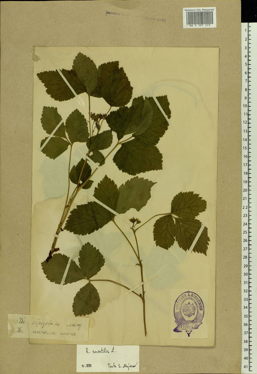 Rubus saxatilis L., Eastern Europe, Estonia (E2c) (Estonia)