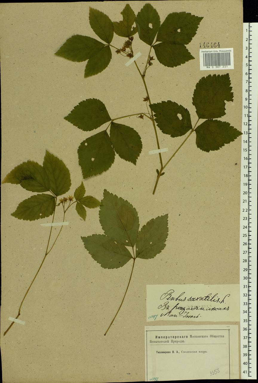 Rubus saxatilis L., Eastern Europe, Western region (E3) (Russia)