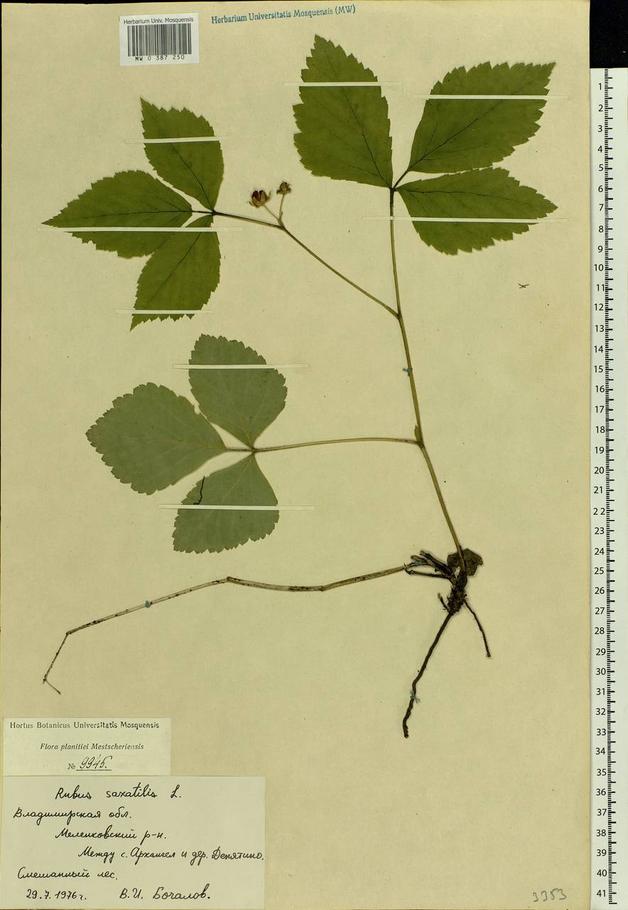 Rubus saxatilis L., Eastern Europe, Central region (E4) (Russia)