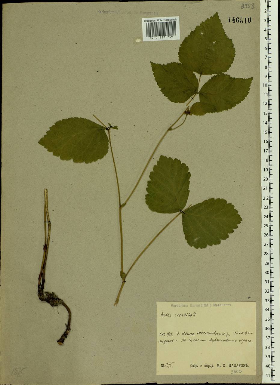 Rubus saxatilis L., Eastern Europe, Central region (E4) (Russia)