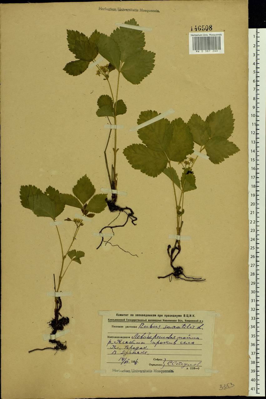 Rubus saxatilis L., Eastern Europe, Central region (E4) (Russia)