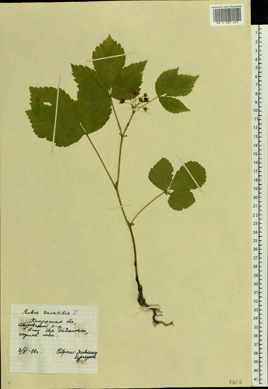 Rubus saxatilis L., Eastern Europe, Central region (E4) (Russia)