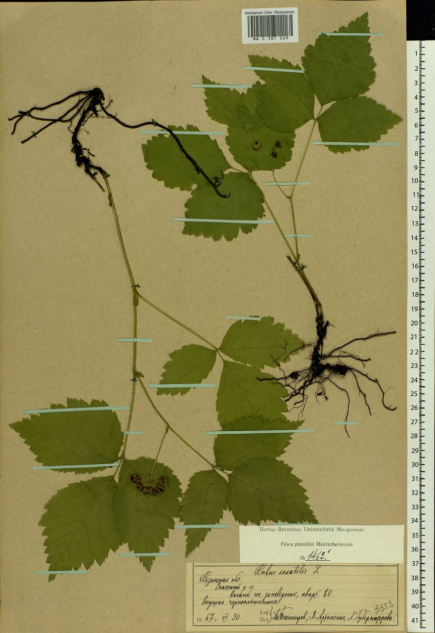 Rubus saxatilis L., Eastern Europe, Central region (E4) (Russia)
