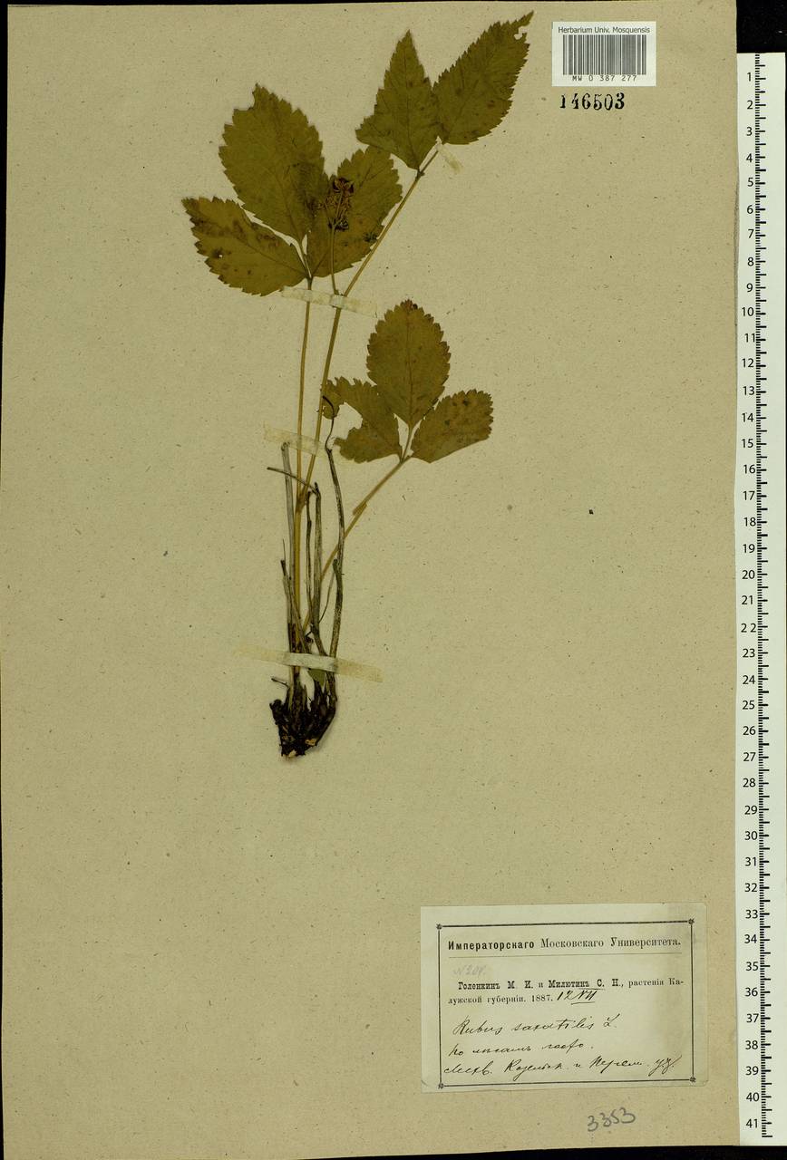 Rubus saxatilis L., Eastern Europe, Central region (E4) (Russia)
