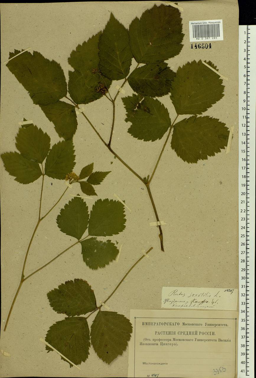 Rubus saxatilis L., Eastern Europe, Central region (E4) (Russia)