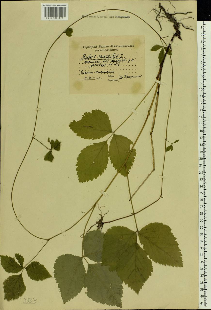 Rubus saxatilis L., Eastern Europe, Moscow region (E4a) (Russia)