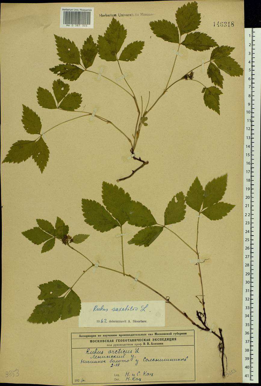 Rubus saxatilis L., Eastern Europe, Moscow region (E4a) (Russia)