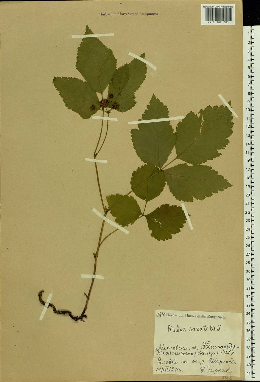 Rubus saxatilis L., Eastern Europe, Moscow region (E4a) (Russia)