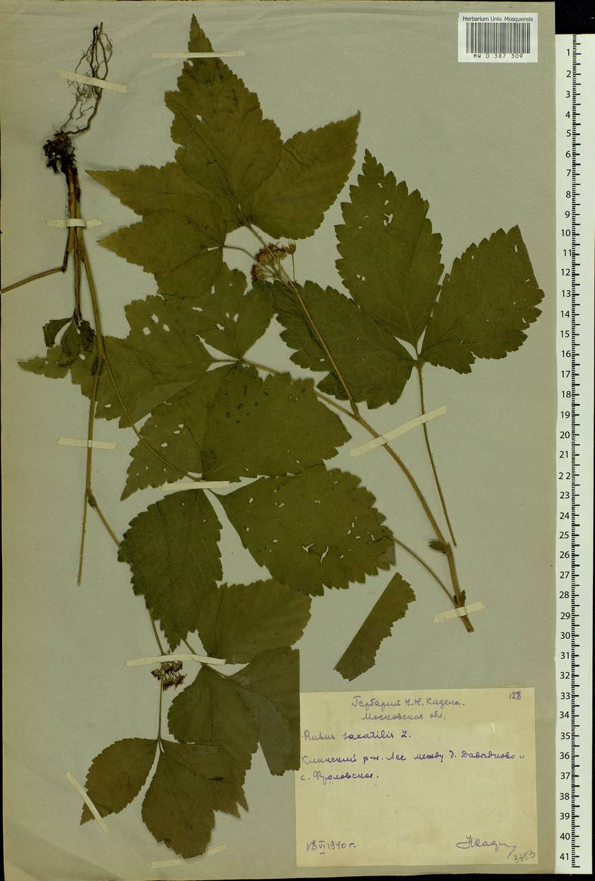 Rubus saxatilis L., Eastern Europe, Moscow region (E4a) (Russia)