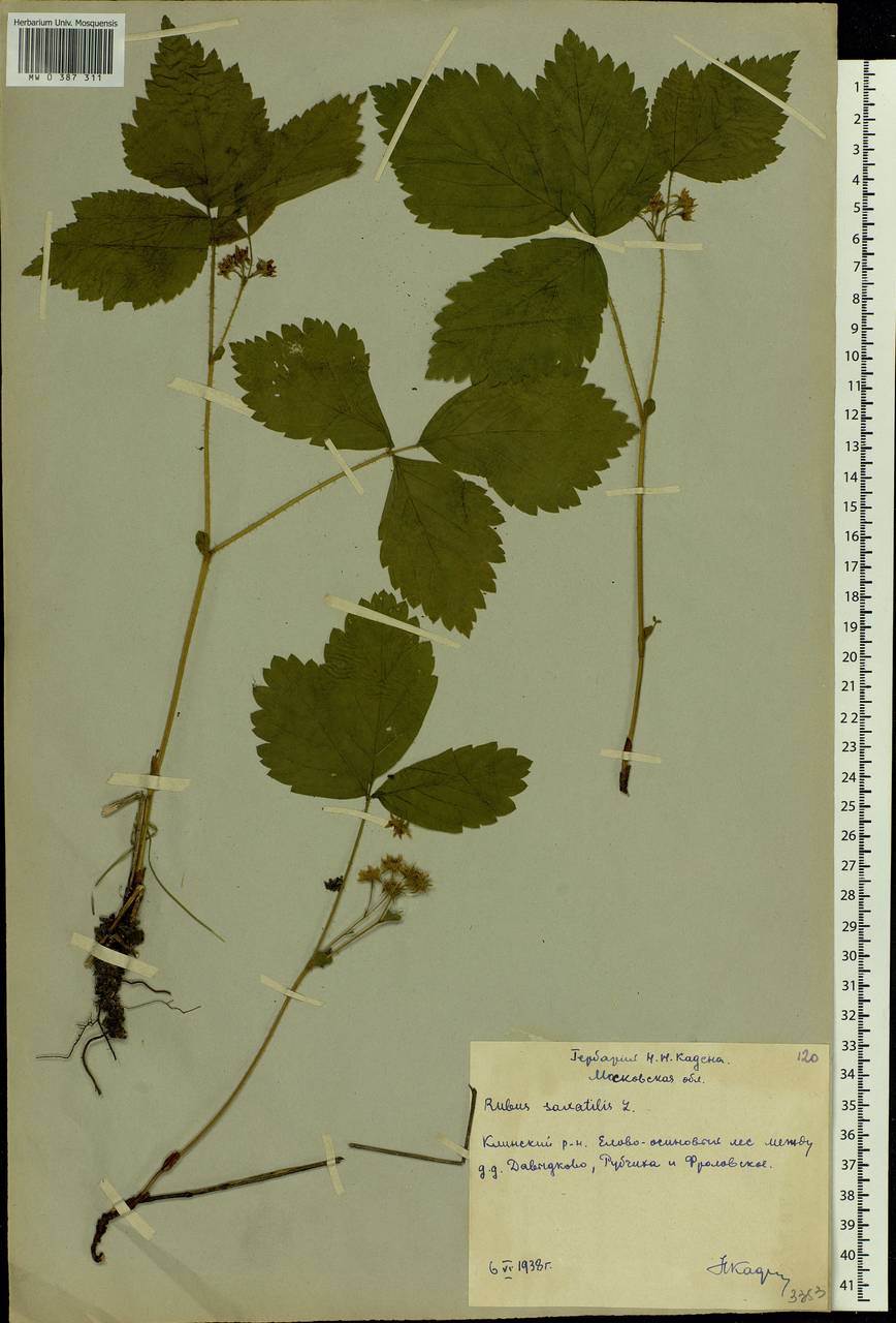 Rubus saxatilis L., Eastern Europe, Moscow region (E4a) (Russia)