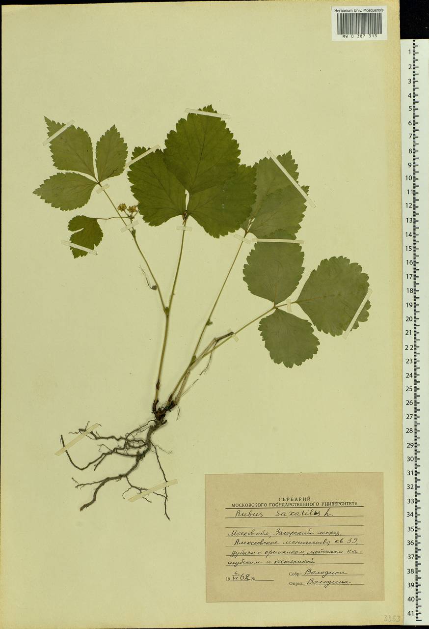 Rubus saxatilis L., Eastern Europe, Moscow region (E4a) (Russia)