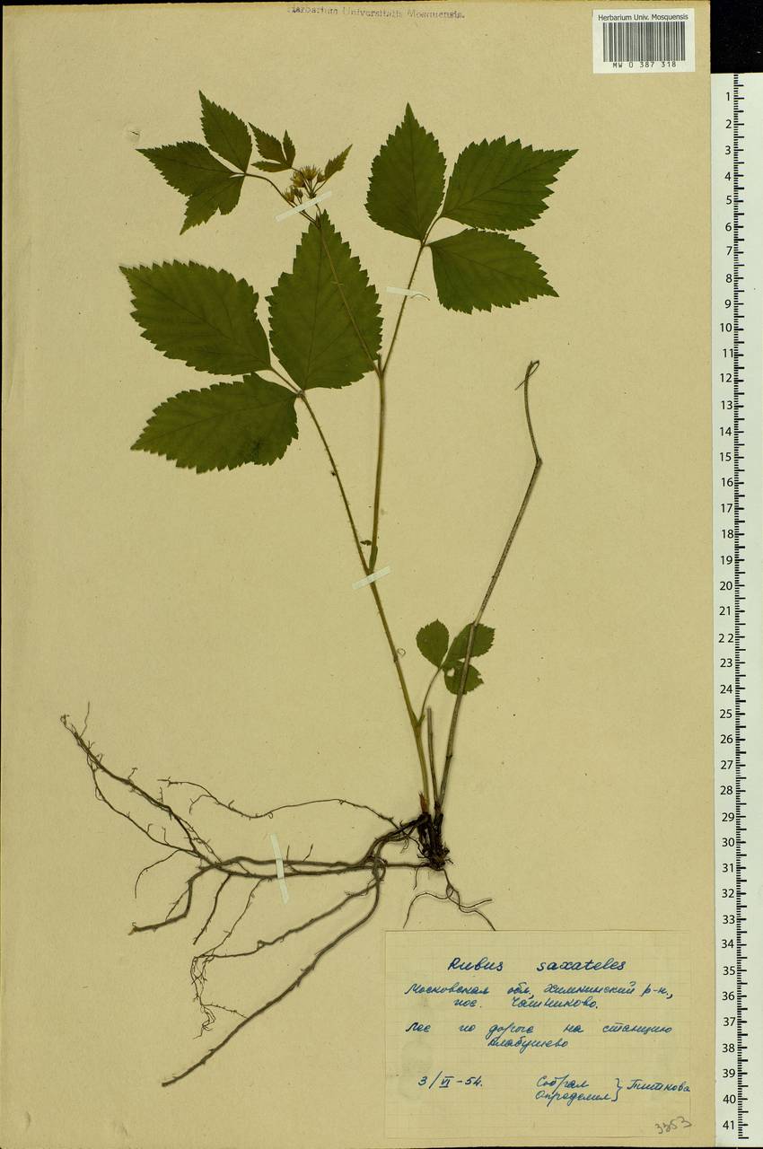 Rubus saxatilis L., Eastern Europe, Moscow region (E4a) (Russia)