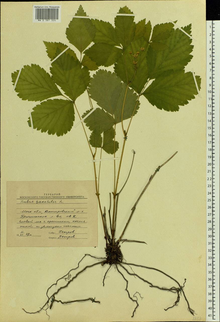Rubus saxatilis L., Eastern Europe, Moscow region (E4a) (Russia)