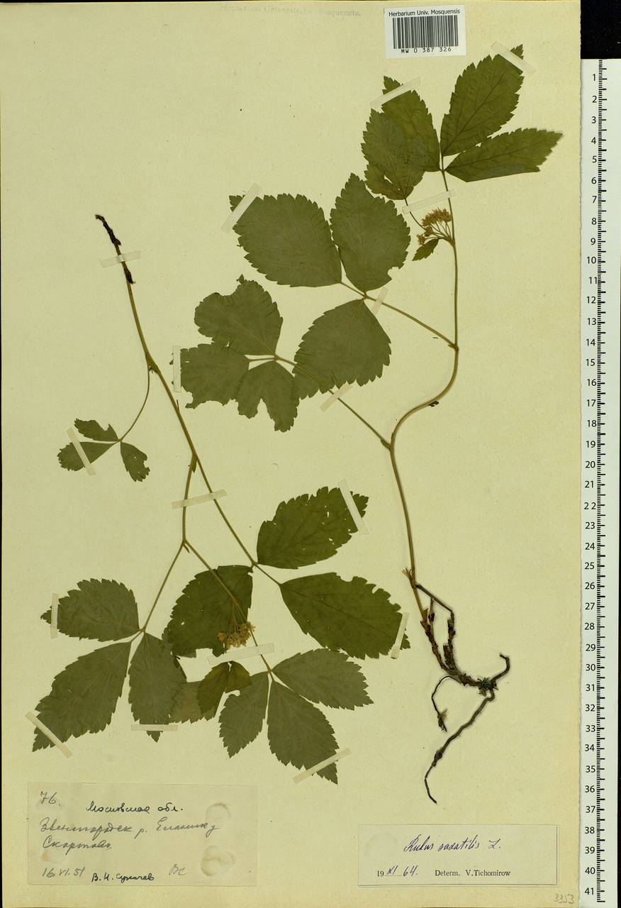 Rubus saxatilis L., Eastern Europe, Moscow region (E4a) (Russia)