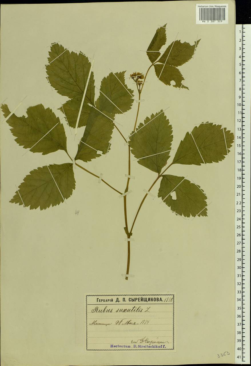 Rubus saxatilis L., Eastern Europe, Moscow region (E4a) (Russia)