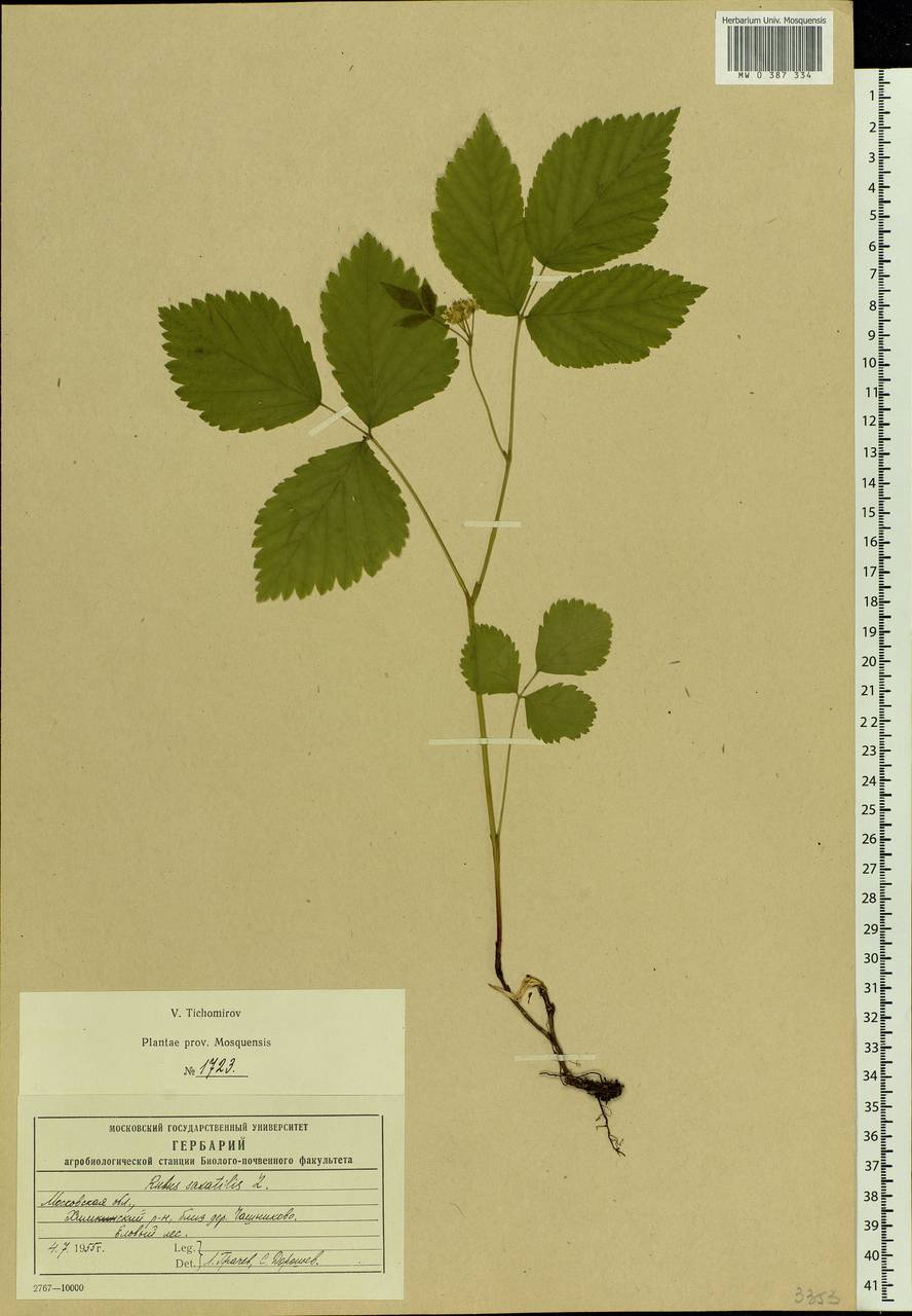 Rubus saxatilis L., Eastern Europe, Moscow region (E4a) (Russia)