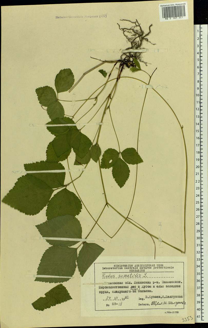 Rubus saxatilis L., Eastern Europe, Moscow region (E4a) (Russia)