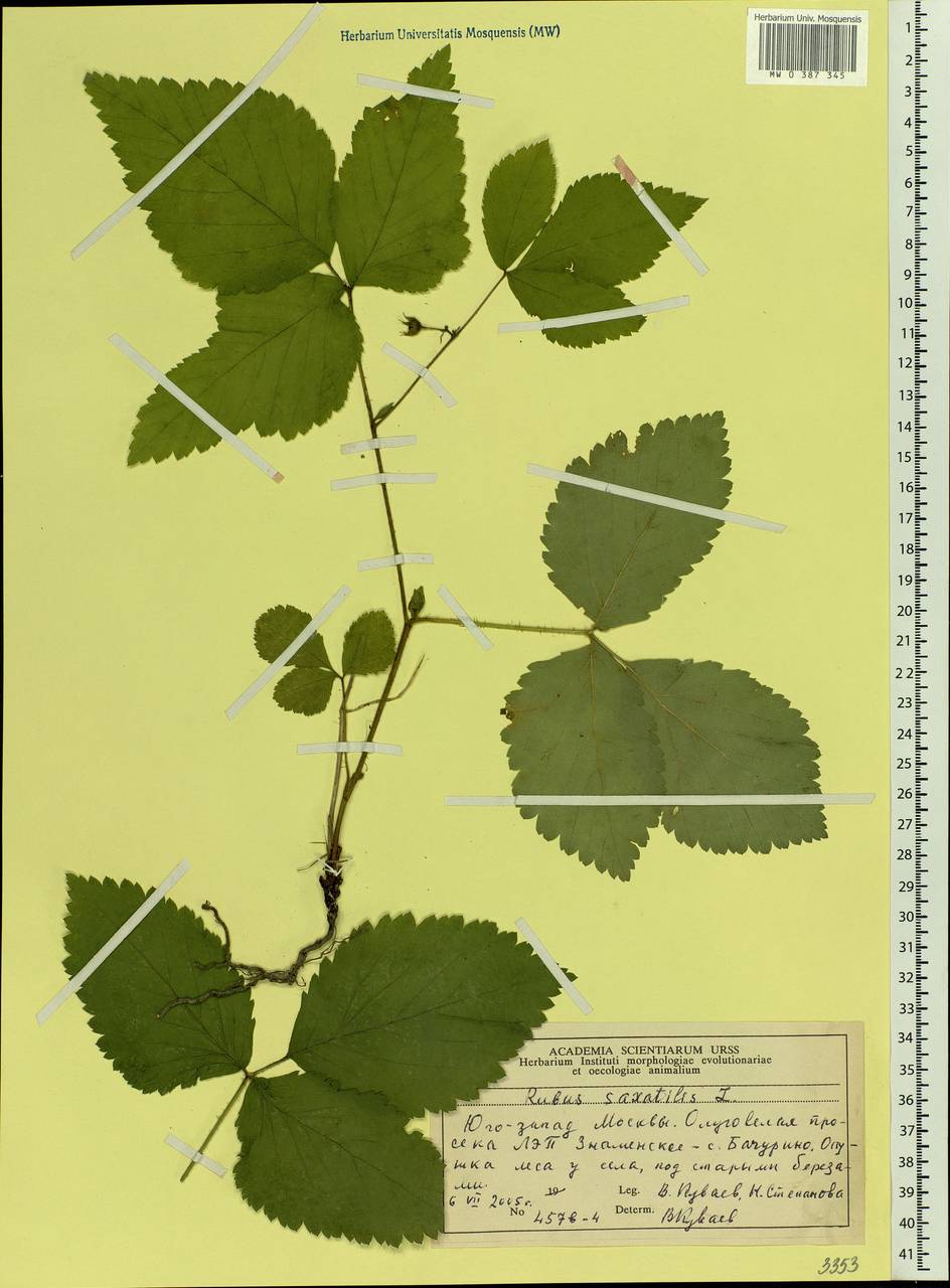 Rubus saxatilis L., Eastern Europe, Moscow region (E4a) (Russia)