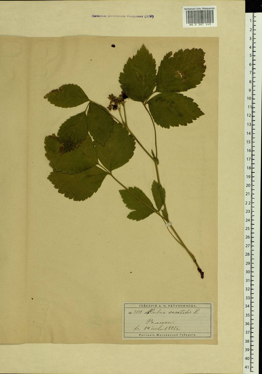 Rubus saxatilis L., Eastern Europe, Moscow region (E4a) (Russia)