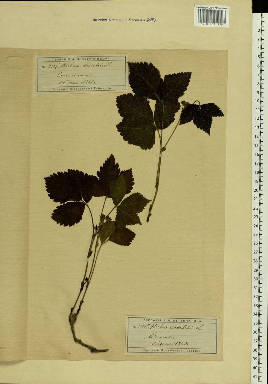 Rubus saxatilis L., Eastern Europe, Moscow region (E4a) (Russia)