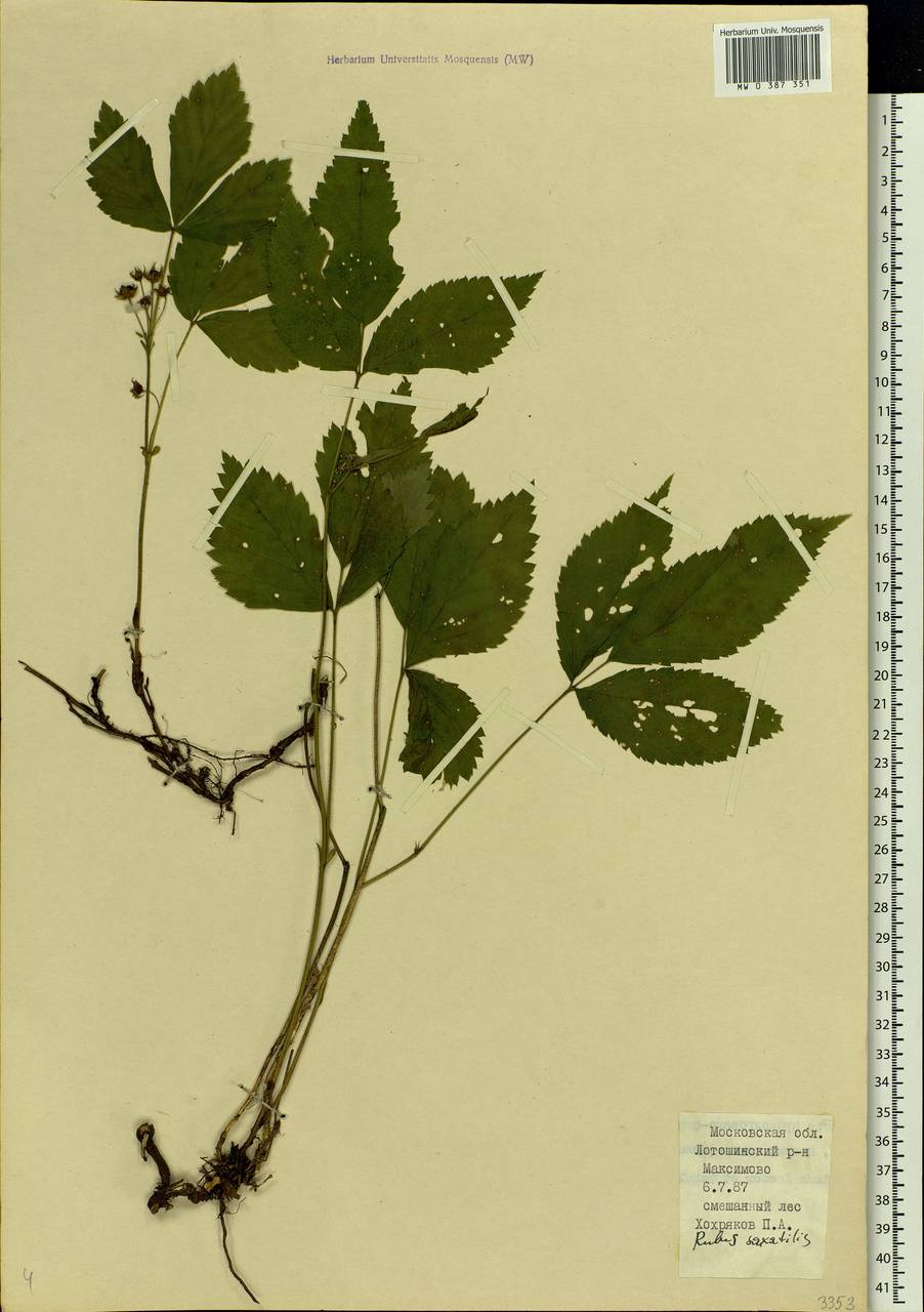 Rubus saxatilis L., Eastern Europe, Moscow region (E4a) (Russia)