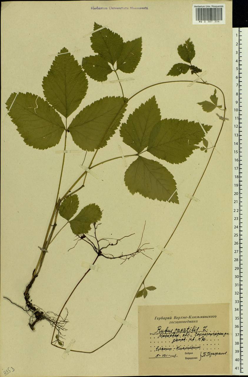 Rubus saxatilis L., Eastern Europe, Moscow region (E4a) (Russia)