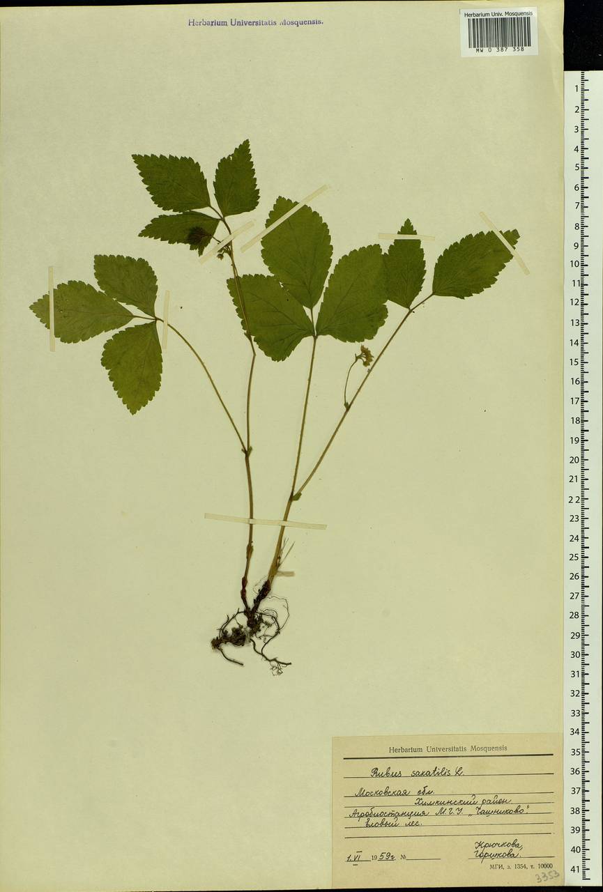 Rubus saxatilis L., Eastern Europe, Moscow region (E4a) (Russia)