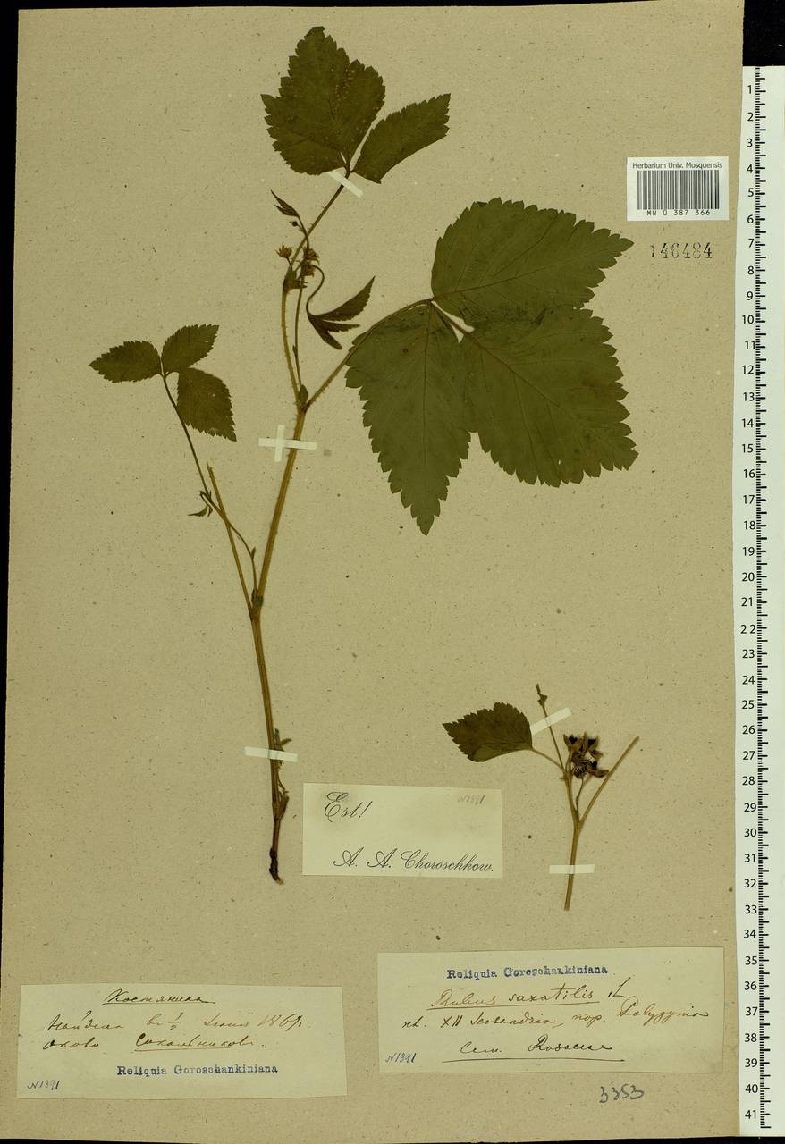 Rubus saxatilis L., Eastern Europe, Moscow region (E4a) (Russia)